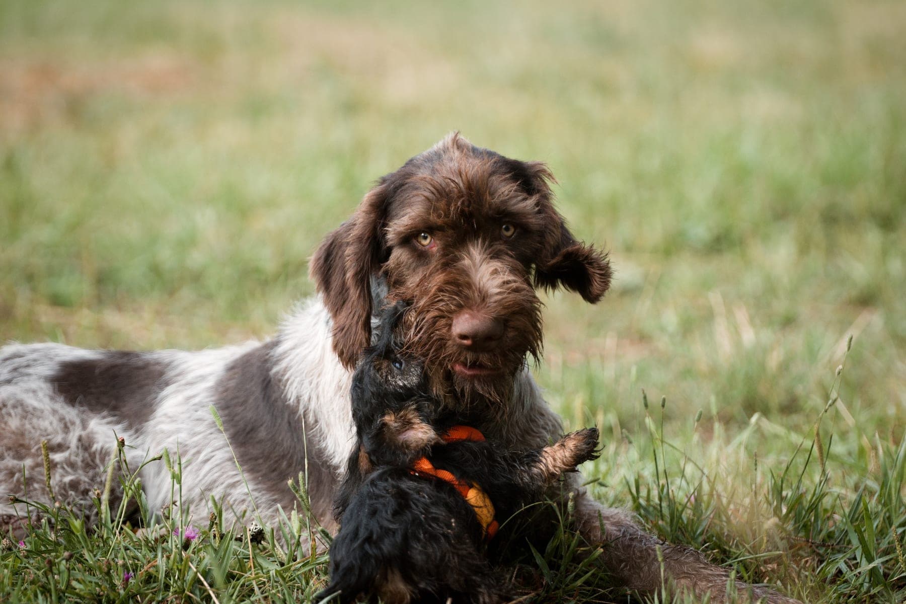 Alfred